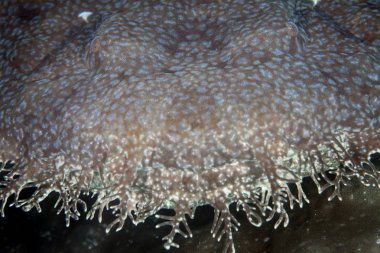 Püsküllü wobbegong köpek balığı, Eucrossorhinus dasypogon, Raja Ampat, Endonezya dalacak yatıyor. Bu köpekbalığı tür iyi kamufle ve bir pusu yırtıcı.