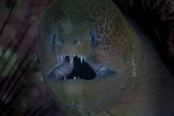 Una Morena Gigante Gymnothorax Javonicus Nada Arrecife Raja Ampat Indonesia —  Fotos de Stock