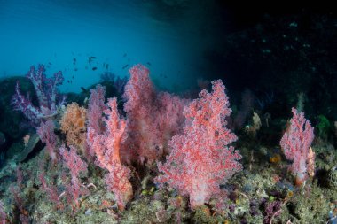 Renkli yumuşak mercanlar Raja Ampat, Endonezya geçerli ok açılı bir kanalda büyümek. Bu uzak, tropikal bölge inanılmaz deniz biyoçeşitliliği nedeniyle Mercan Üçgeni kalbinde olarak bilinir.