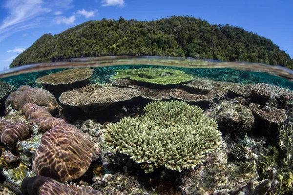 산호초 Ampat 인도네시아에에서 물에서 랍니다 때문에 그것의 놀라운 다양성 삼각형의 — 스톡 사진