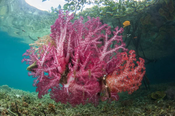 Colorful Soft Corals Grow Current Swept Edge Mangrove Raja Ampat — Stock Photo, Image