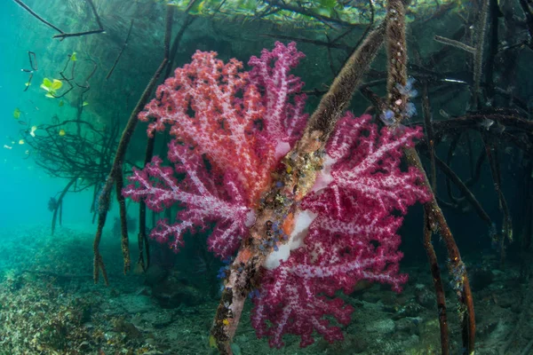 Barevné Měkké Korály Rostou Podél Proudu Přehnala Okraji Mangrove Raja — Stock fotografie