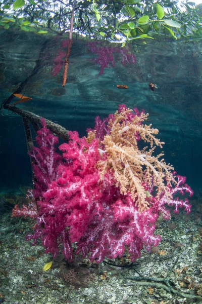 Colorful Soft Corals Grow Current Swept Edge Mangrove Raja Ampat — Stock Photo, Image