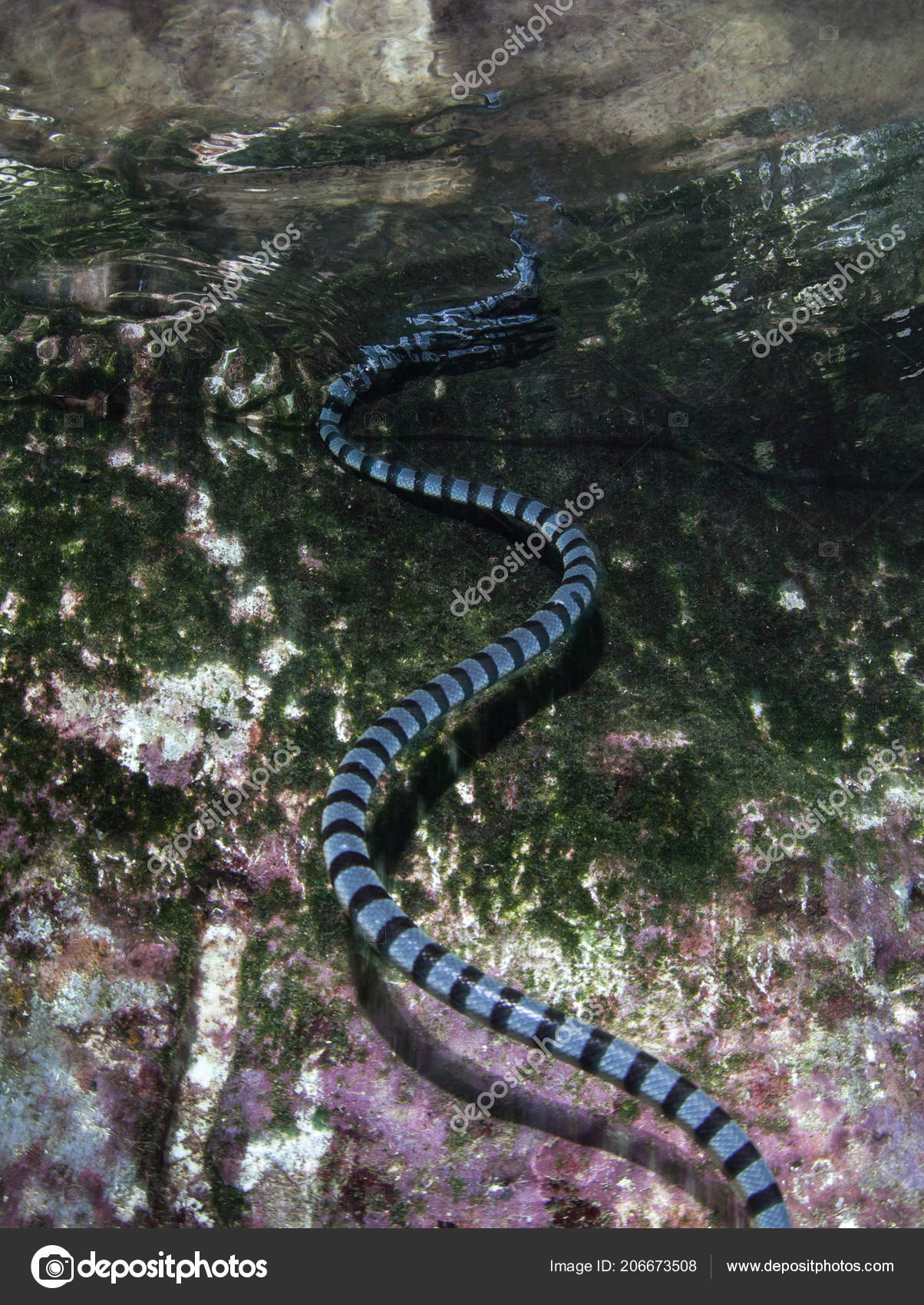 Banded Krait Is A Sea Snake An Amphibian Banded Sea Krait