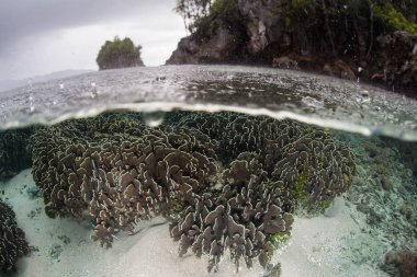 Sığ mercan Raja Ampat, Endonezya yetiştiği deniz yüzeyine yağmur yağar. Bu tropikal bölge inanılmaz deniz biyoçeşitliliği nedeniyle Mercan Üçgeni kalbinde olarak bilinir.