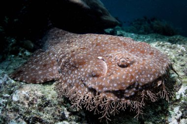 Püsküllü wobbegong, Eucrossorhinus dasypogon, Raja Ampat, Endonezya'da bir resif üzerinde yatıyor. Bu tropikal bölge inanılmaz deniz biyoçeşitliliği nedeniyle Mercan Üçgeni kalbinde olarak bilinir.
