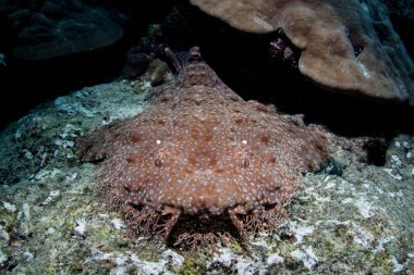 Püsküllü wobbegong, Eucrossorhinus dasypogon, Raja Ampat, Endonezya'da bir resif üzerinde yatıyor. Bu tropikal bölge inanılmaz deniz biyoçeşitliliği nedeniyle Mercan Üçgeni kalbinde olarak bilinir.