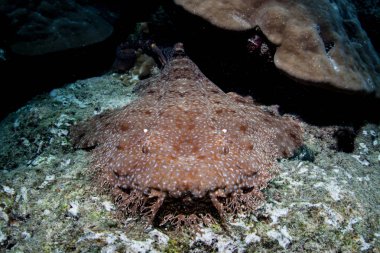 A Tasseled wobbegong, Eucrossorhinus dasypogon, lies on a reef in Raja Ampat, Indonesia. This tropical region is known as the heart of the Coral Triangle due to its incredible marine biodiversity. clipart