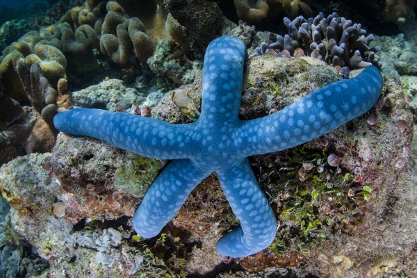 Blue Sea Star Linkia Lpí Útesu Raja Ampat Indonésie Tento — Stock fotografie