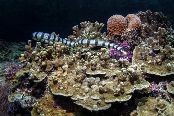 Krait Marinho Banded Laticauda Colubrina Nada Raja Ampat Indonésia Esta — Fotografia de Stock