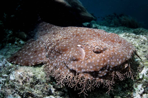 Wobbegong Eucrossorhinus Dasypogon 位于印尼的 Ampat 的珊瑚礁上 这个热带地区因其令人难以置信的海洋生物多样性而被称为珊瑚三角形的心脏 — 图库照片