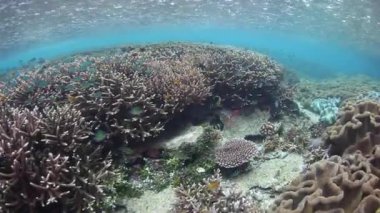 Sığ mercan Raja Ampat, Endonezya yetiştiği deniz yüzeyine yağmur yağar. Bu tropikal bölge inanılmaz deniz biyoçeşitliliği nedeniyle Mercan Üçgeni kalbinde olarak bilinir.