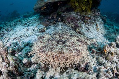 Püsküllü wobbegong, Eucrossorhinus dasypogon, Raja Ampat, Endonezya'da bir resif üzerinde yatıyor. Bu tropikal bölge inanılmaz deniz biyoçeşitliliği nedeniyle Mercan Üçgeni kalbinde olarak bilinir.