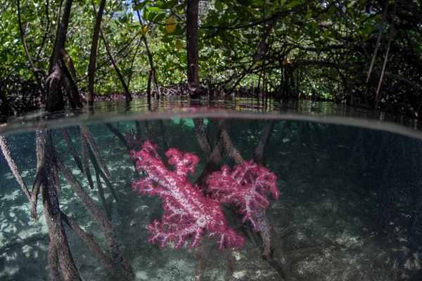 Colorful Soft Corals Grow Current Swept Edge Mangrove Raja Ampat — Stock Photo, Image