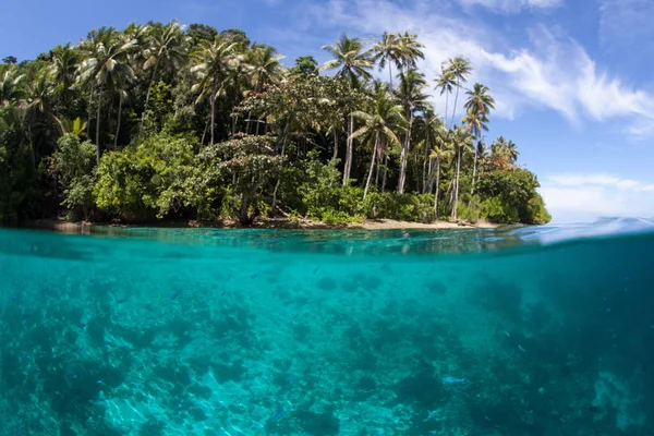 Une Belle Île Couverte Palmiers Trouve Raja Ampat Indonésie Cette — Photo