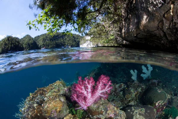 カラフルなソフトコーラルは Raja Ampat インドネシアで現在の掃引のチャネルで育ちます このリモートの熱帯地域は その信じられないほどの海洋生物多様性によるコーラル トライ アングルの中心部として知られています — ストック写真