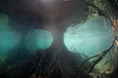 Güneş ışığı ve gölgeler Raja Ampat, Endonezya bir mangrov orman içinde karıştırın. Bu uzak, tropikal bölge inanılmaz deniz biyoçeşitliliği nedeniyle Mercan Üçgeni kalbinde olarak bilinir.