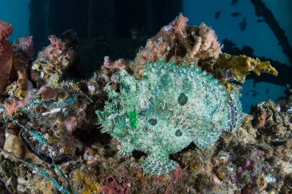 A rare Marble-mouthed frogfish sits on a pier piling in Raja Ampat, Indonesia. This remote, tropical region is known as the heart of the Coral Triangle due to its incredible marine biodiversity.