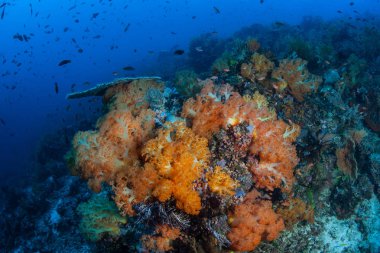 Canlı yumuşak mercanlar Komodo Ulusal Parkı, Endonezya sağlıklı bir mercan kayalığı kapsar. Bu alan, Komodo ejderleri ve muhteşem deniz biyoçeşitliliği için bilinen.