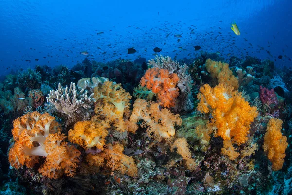 Vibrant Soft Corals Cover Healthy Coral Reef Komodo National Park — Stock Photo, Image