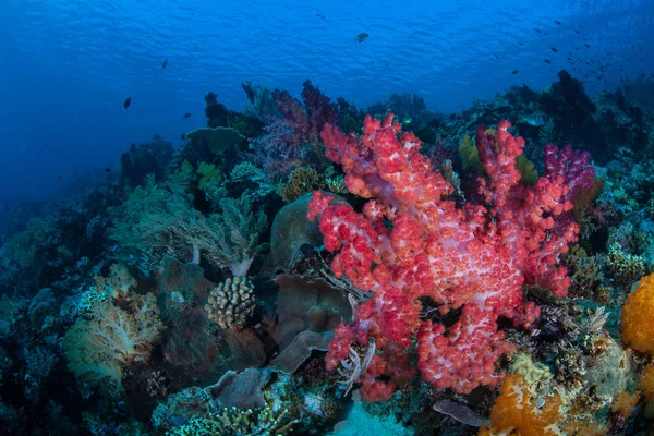 Vibrant Soft Corals Cover Healthy Coral Reef Komodo National Park — Stock Photo, Image