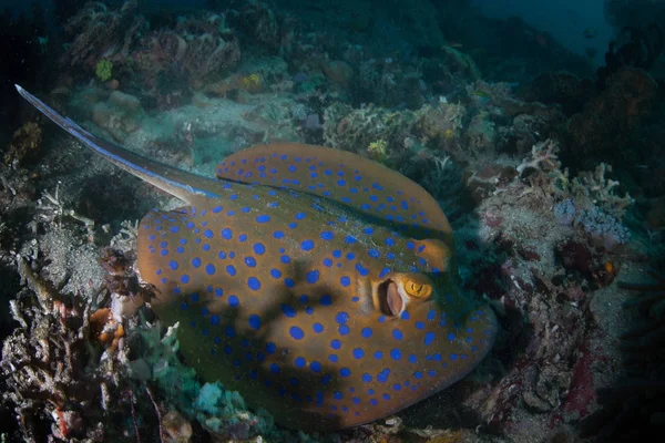 Ray Плямистий Синій Ribbontail Taeniura Lymma Лежить Морським Дном Національний — стокове фото