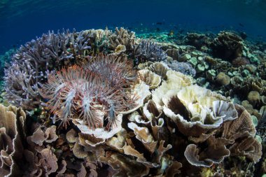 Komodo Ulusal Parkı, Endonezya sığlık sert mercanlar üzerinde bir taç dikenli deniz yıldızı beslenir. Bu tropikal bölgesi, Komodo ejderleri ve muhteşem deniz biyoçeşitliliği için bilinen.