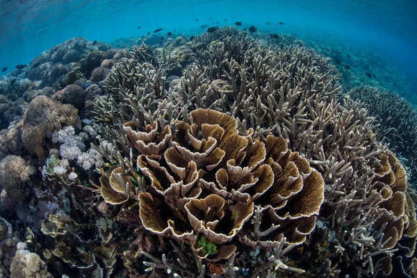 Fragile Coral Reef Grows Shallows Komodo National Park Indonesia Tropical — Stock Photo, Image