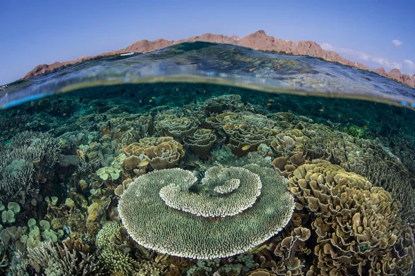 Belo Recife Coral Cresce Nas Margens Parque Nacional Komodo Indonésia — Fotografia de Stock