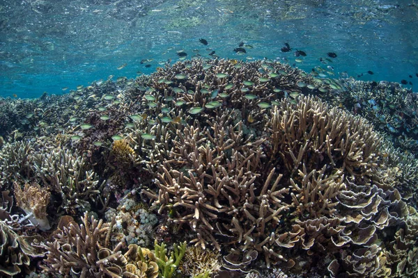 Egy Gyönyörű Törékeny Korallzátonyok Sekély Vízben Komodo Nemzeti Park Indonézia — Stock Fotó