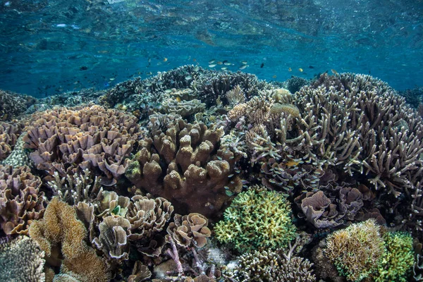 연약한 산호초 코모도 인도네시아의 안쪽에서 랍니다 그것의 코모도 그것의 다양성에 — 스톡 사진