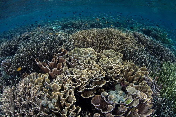 Vacker Men Bräckliga Korallrev Växer Grundet Komodo Nationalpark Indonesien Detta — Stockfoto