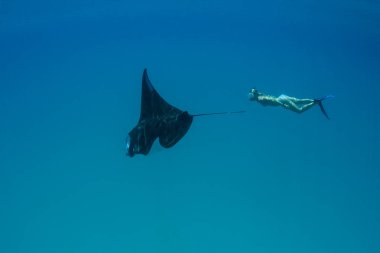 Küçük bir manta ray, Manta alfredi, Raja Ampat, Endonezya ile ücretsiz bir dalgıç yüzüyor. Bu zarif teleost genellikle yakınındaki Temizleme istasyonları ve hızlı kanal plankton yaygın nerede bulunur.