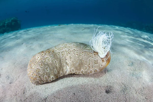 ナマコ Bohadschia アーガスは インドネシアのコモド国立公園での防御機構として粘着 Cuvier 氏管を発する — ストック写真