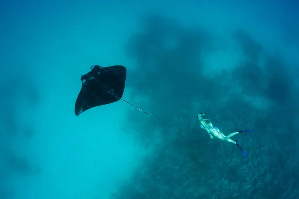 一个自由潜水员游泳与小蝠鲼 Alfredi Ampat 印度尼西亚 这些优雅的 Elasmobranchs 经常被发现附近的清洁站和快速通道 浮游生物是普遍的 — 图库照片