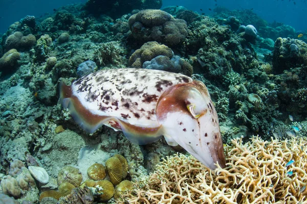Жіночий Cuttlefish Broadclub Сепія Latimanus Відкладає Яйця Колонії Вогонь Коралів — стокове фото