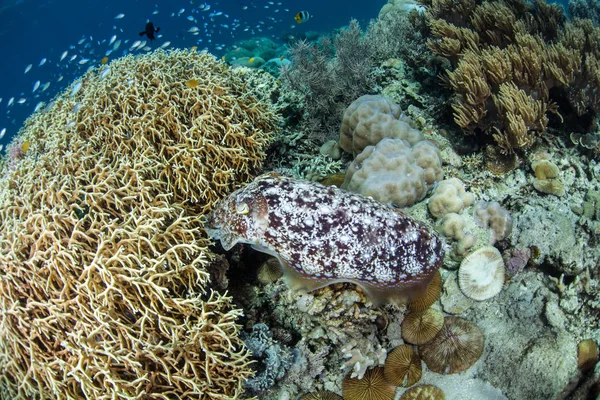 Kobiece Broadclub Cuttlefish Sepia Latimanus Znosi Jajka Kolonii Koralowców Ogień — Zdjęcie stockowe