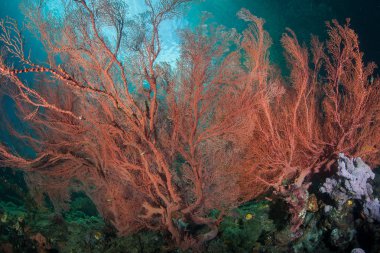Bir mercan kayalığı Raja Ampat, nerede bu plankton akımları dışında filtreler Endonezya, içinde bir büyük kırmızı gorgonian büyür.