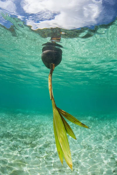 A germinated coconut drifts in shallow water in the tropical Pacific. Coconuts can travel thousands of miles in oceanic currents before washing ashore and growing.