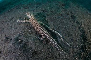 Bir nadir Mimic octopus, Thaumoctopus mimicus, volkanik kum zemine Lembeh Boğazı, Endonezya genelinde tarar. Bu ahtapot davranış ve görmüş diğer yaratıklar şeklini taklit edebilirsiniz.