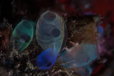 Mercan Lembeh Boğazı, Endonezya üzerinde renkli tunicates büyümek. Bu küçük filtre-beslemek Şube Chordata vardır.