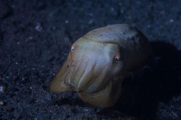 A young cuttlefish, Sepia sp., hovers above the black sand seafloor in Lembeh Strait, Indonesia.