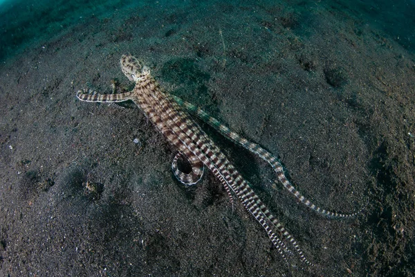 A rare Mimic octopus, Thaumoctopus mimicus, crawls across the volcanic sand seafloor in Lembeh Strait, Indonesia. This octopus can imitate the behavior and shape of other creatures that it has seen.
