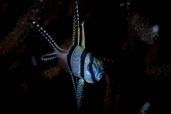 Bangaii Cardinalfish Pterapogon Kauderni Hovers Black Sand Seafloor Lembeh Strait — Stock Photo, Image