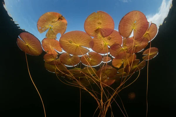 Μαξιλάρια Κρίνων Μεγαλώνουν Στην Άκρη Του Μια Λίμνη Γλυκού Νερού — Φωτογραφία Αρχείου