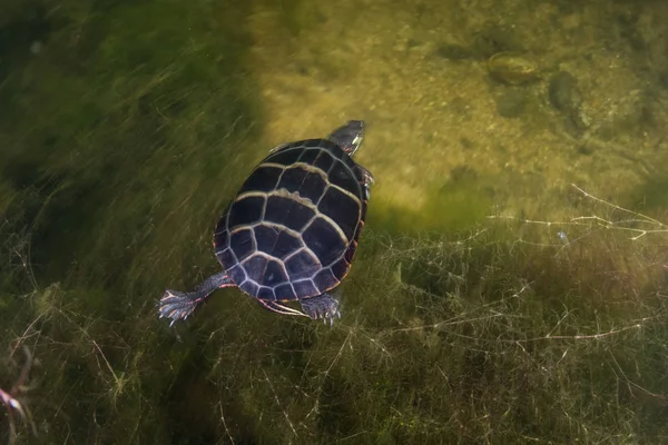 A Painted turtle, Chrysemys picta, swims in a freshwater pond in Cape Cod, Massachusetts. This common, small turtle feeds on plants, small fish, and snails.