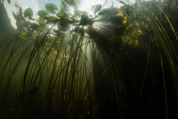 Lily Podložky Rostou Okraji Sluncem Sladkovodní Jezero Cape Cod Massachusetts — Stock fotografie