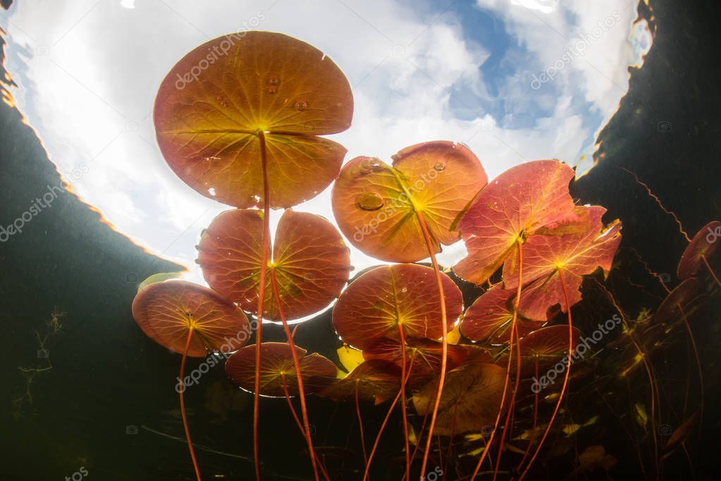 Brightly colored lily pads grow on the edge of a freshwater lake in Cape Cod, Massachusetts. These aquatic plants provide habitat for many species and thrive during the summer in shallow temperate habitats.