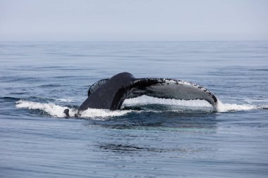 Bir kambur balina, Megaptera novaeangliae, Kuzey Atlantik Okyanusu Cape Cod, Massachusetts kapalı dalış için onun şans eseri yükseltir. Kambur balinalar bu balık ve plankton zengin alanında çok yıllık yem.