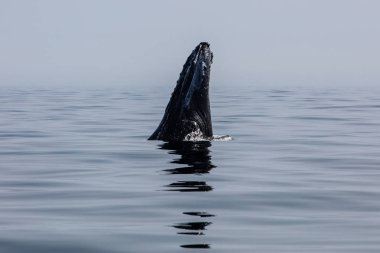 Bir kambur balina, Megaptera novaeangliae, Kuzey Atlantik Okyanusu Cape Cod, Massachusetts kapalı atlama casus. Kambur balinalar bu balık ve plankton zengin alanında çok yıllık yem.